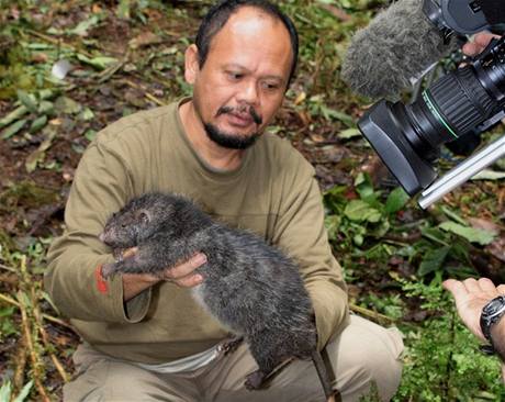 Britská expedice objevila neznámou obí krysu velkou jako koka 